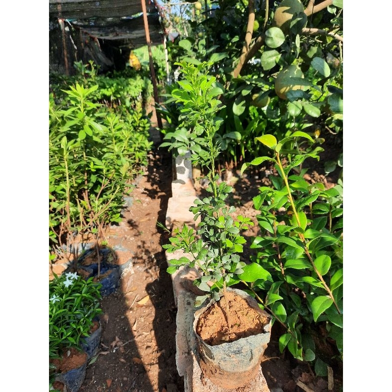 CÂY NGÂU GIỐNG -CÂY BẦU BÁT