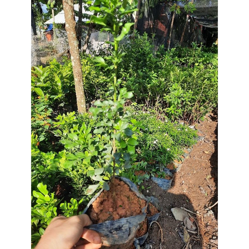 CÂY NGÂU GIỐNG -CÂY BẦU BÁT