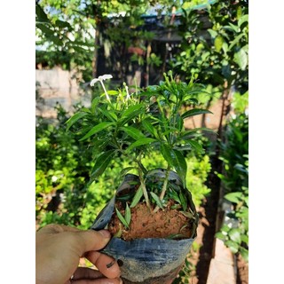 Cây mai vạn phúc