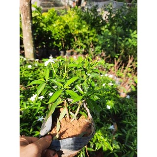 CÂY MAI VẠN PHÚC ( CÂY ĐANG HOA NHƯ HÌNH ĐĂNG)