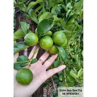 Cây chanh giấy bến tre đang trái.
