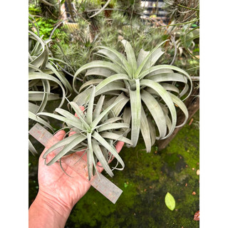 Cây không khí Tillandsia Silver Rose cây con (tặng móc treo)