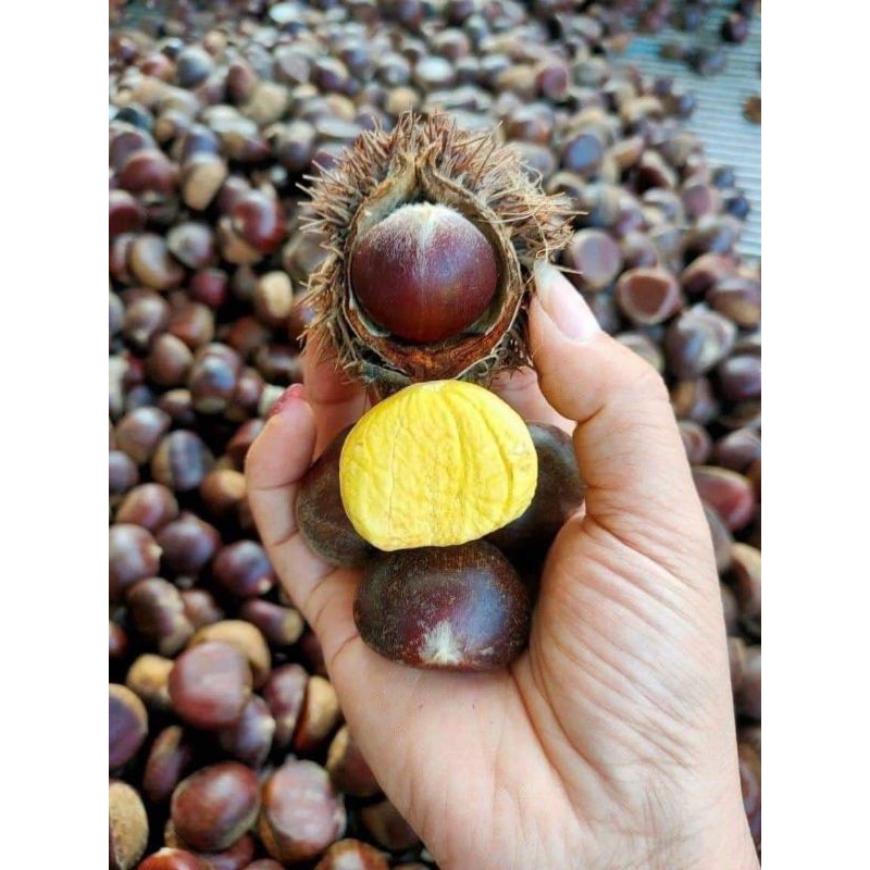 Hạt dẻ loại to 1kg