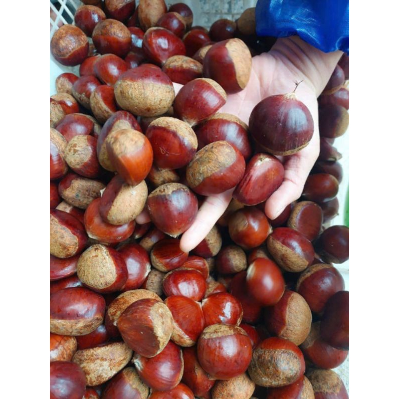 Hạt dẻ loại to 1kg