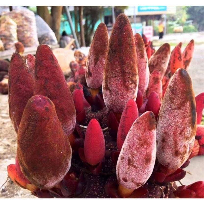 Nấm ngọc cẩu 1kg đã rửa sạch hút chân không