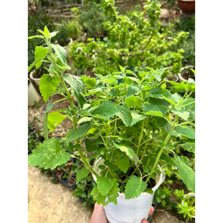 Cây Bạc Hà Mèo - Catnip