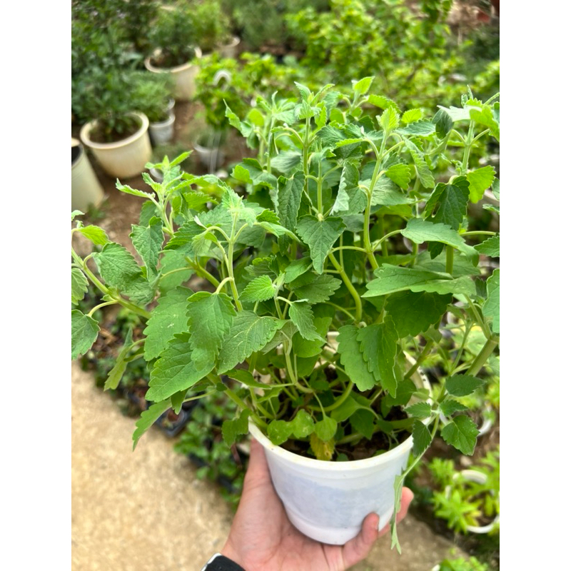 Cây Bạc Hà Mèo - Catnip