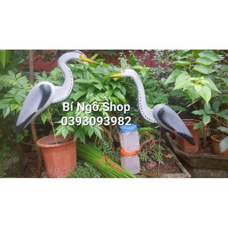 Diệc xốp cứng