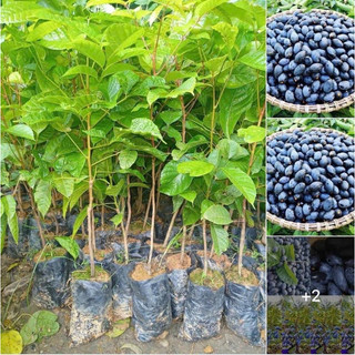 Cây giống trám đen nếp