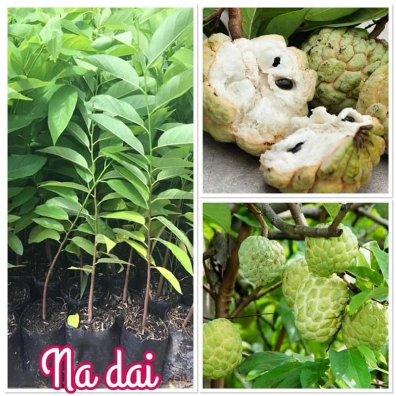 Combo 3 Cây Giống Na Dai