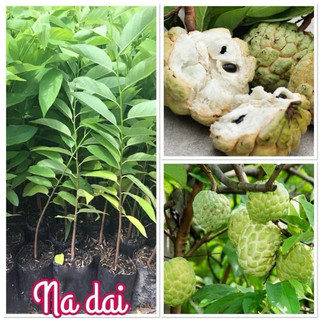 Cây giống na dai