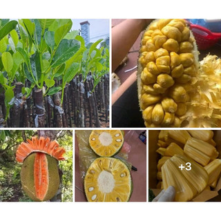 Cây giống mít thái, mít tố nữ