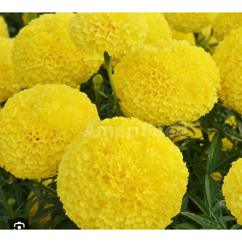 Hạt giống Hoa Vạn Thọ Vàng