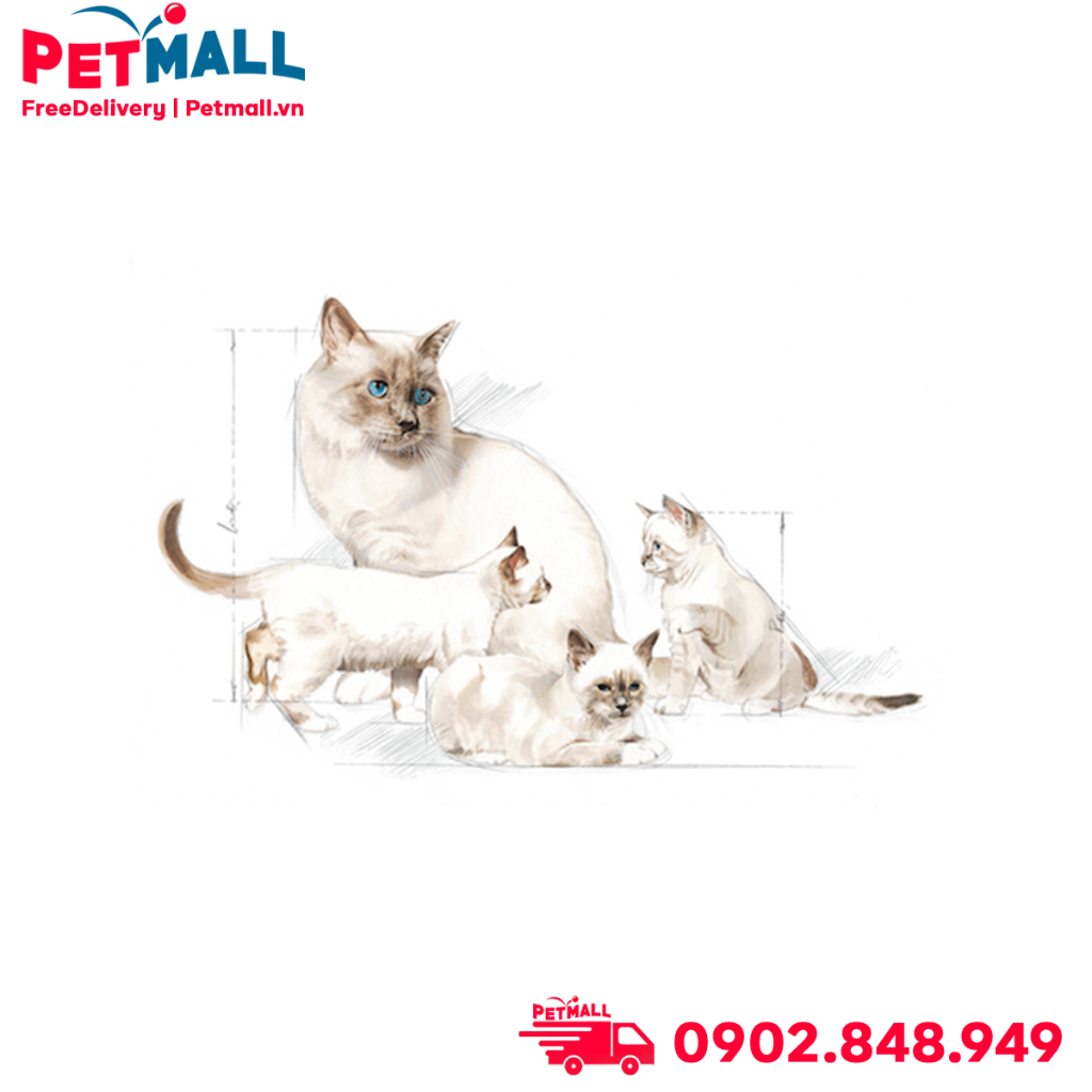Sữa cho mèo Royal Canin BABYCAT MILK 300g Petmall