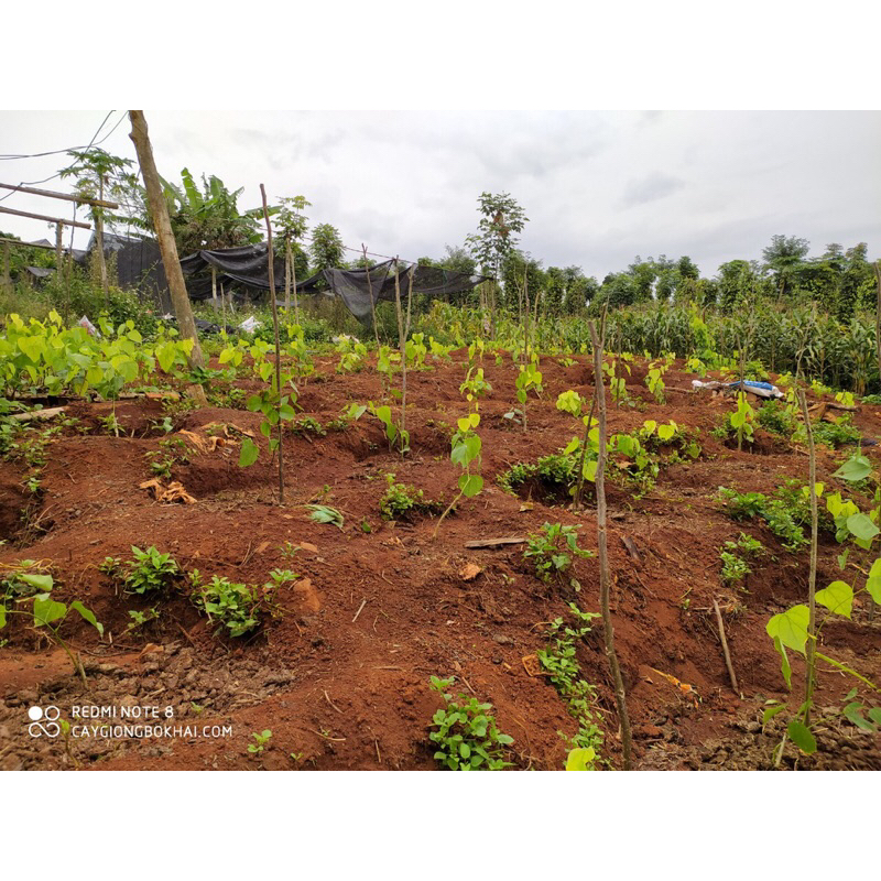 5 Cây giống rau bò khai |senshop.vn|dễ chăm sóc, thu hoạch nhiều lần