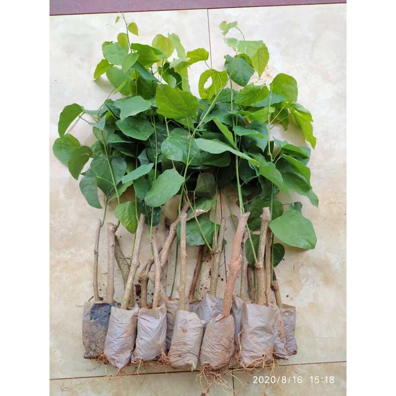 5 Cây giống rau bò khai |senshop.vn|dễ chăm sóc, thu hoạch nhiều lần