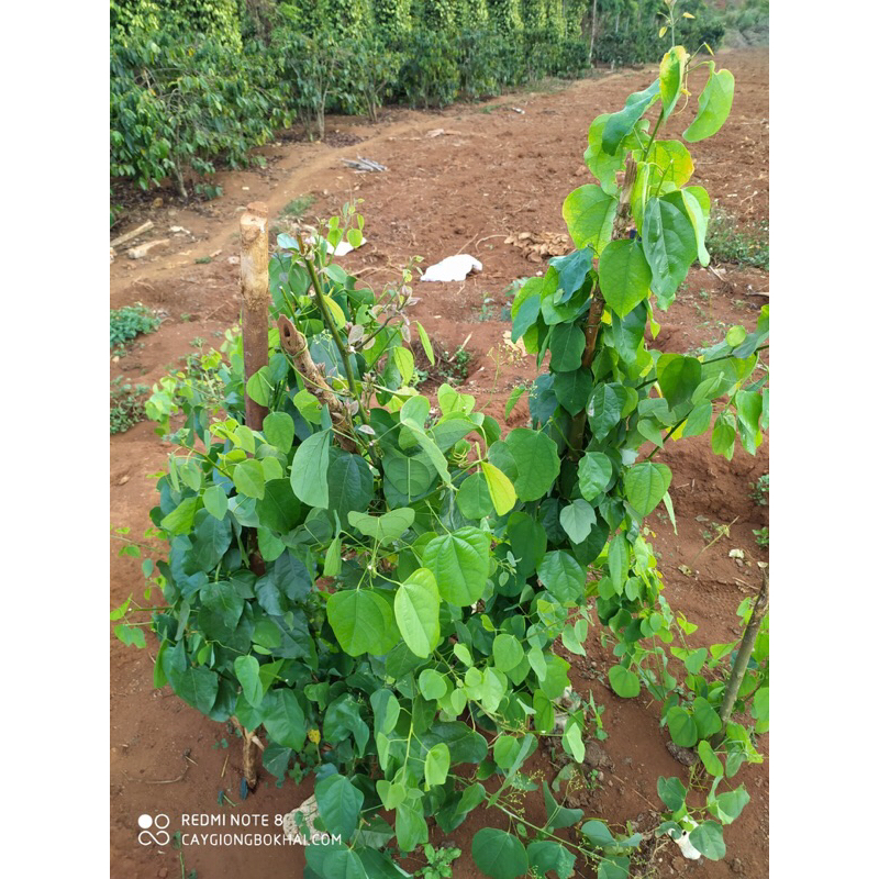 5 Cây giống rau bò khai |senshop.vn|dễ chăm sóc, thu hoạch nhiều lần