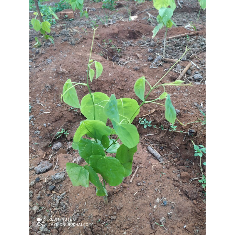 5 Cây giống rau bò khai |senshop.vn|dễ chăm sóc, thu hoạch nhiều lần