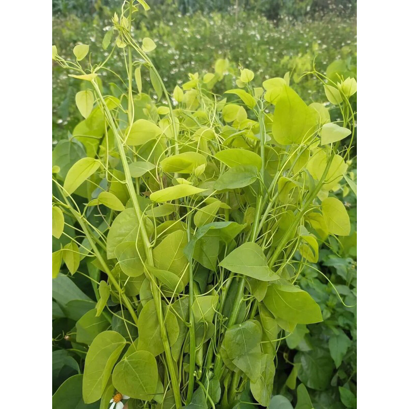 5 Cây giống rau bò khai |senshop.vn|dễ chăm sóc, thu hoạch nhiều lần