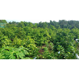 Phân bón Đạm cá hồi can 5 lít
