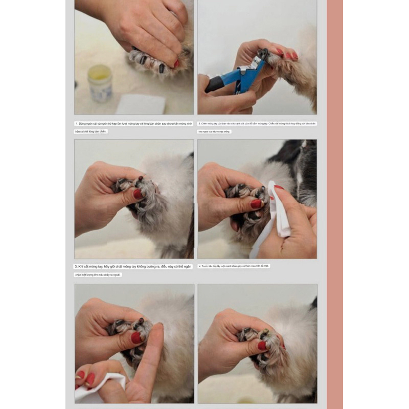 Bột cầm máu chuyên dụng KC cho chó mèo-ChuChu Pet