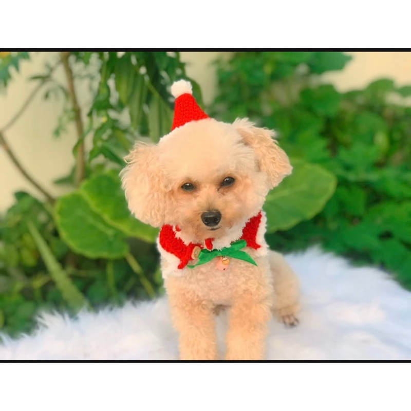 Sét mũ + yếm noel chó mèo