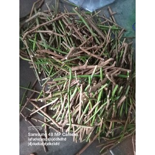 20 hom giống hoàn ngọc đỏ và 500g lá tươi