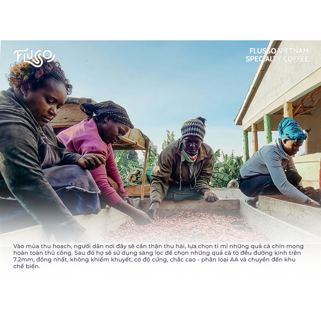 Cà phê Specialty Kenya Kisii Anaerobic