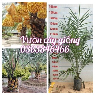 Cây chà là nhỡ cây cảnh,cây ăn quả