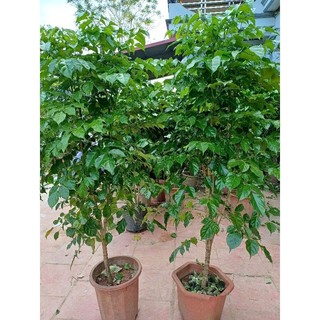 Cây Hạnh phúc,cây cảnh cây phong thủy ảnh thực tế