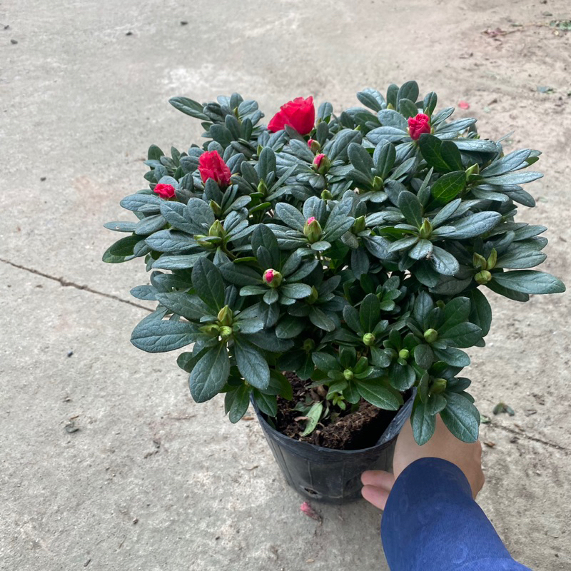 Cây hoa đỗ quyên đã có nụ và đang ra hoa (Như hình)