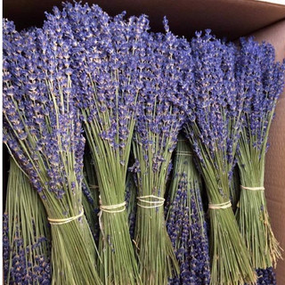 Hoa lavender khô, bó 100 hoa hoa lavender hoa oải hương khô