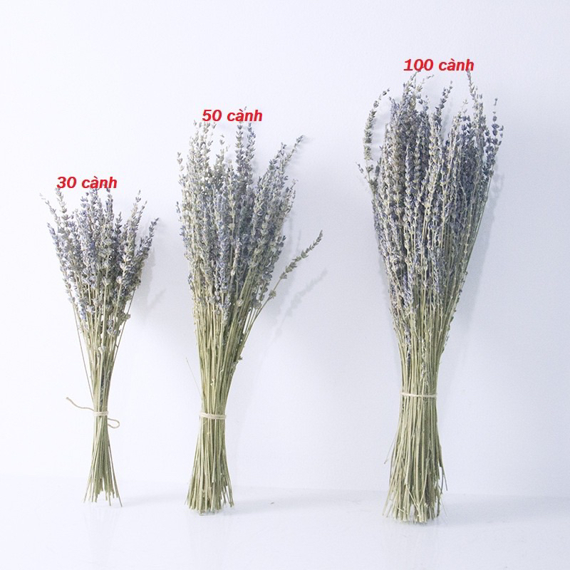 HOA LAVENDER KHÔ, BÓ 100 HOA HOA LAVENDER HOA OẢI HƯƠNG KHÔ