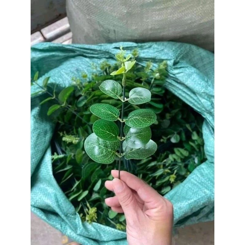 Nhánh  táo điểm trang trí bó hoa