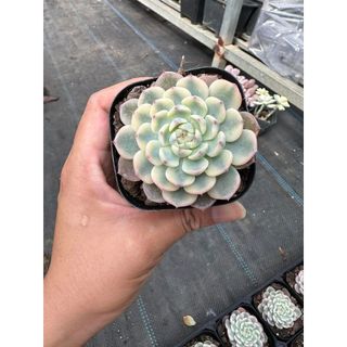 Sen đá Echeveria minima variegated