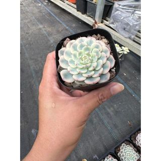 Sen đá Echeveria minima variegated