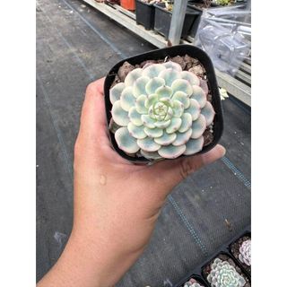 Sen đá Echeveria minima variegated
