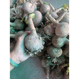 Củ Giống Trinh Nữ Hoàng Cung