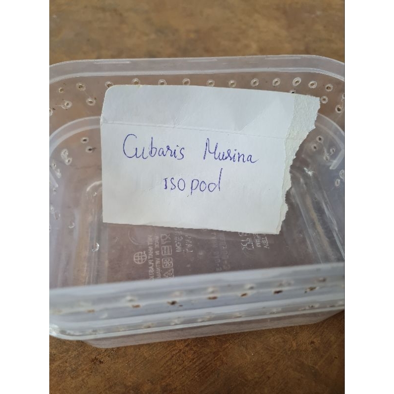 Hộp đựng được Cubaris murina isopod pack 5