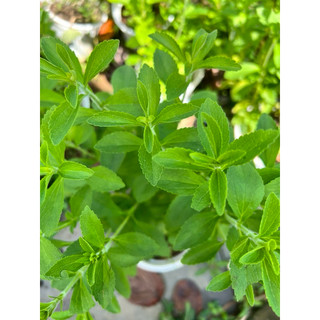 Cây cỏ ngọt Stevia