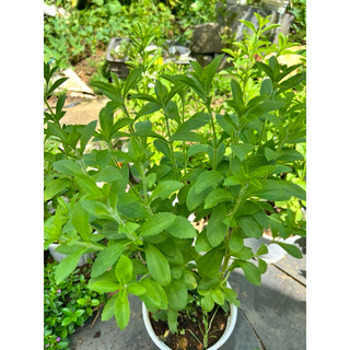 Cây cỏ ngọt Stevia