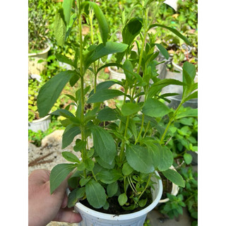 Cây cỏ ngọt Stevia