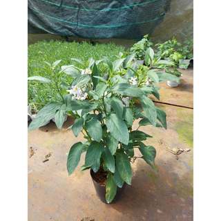 Cây Dưa Pepino Chậu Lớn