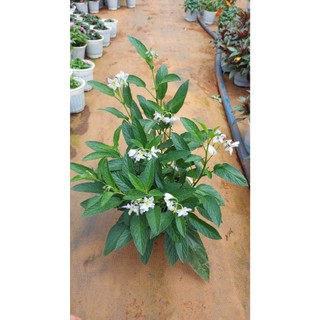 Cây Dưa Pepino Chậu Lớn