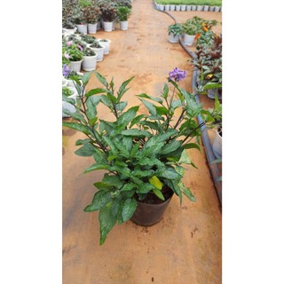 Cây Dưa Pepino Chậu Lớn