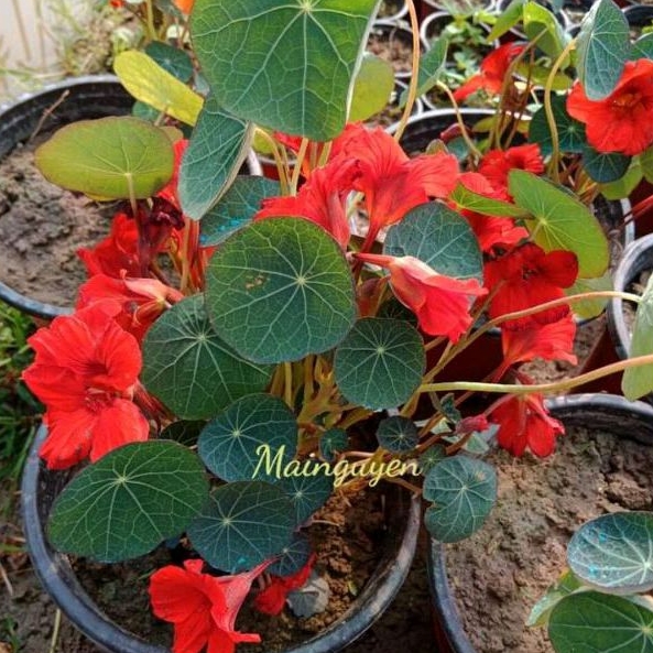 25 Hạt giống hoa sen can đỏ Empress_ Nảy 99% chuẩn lùn