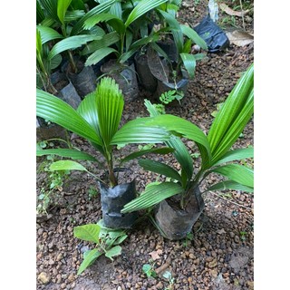 Combo 2 cây kè nhật đẹp trồng phong thuỷ