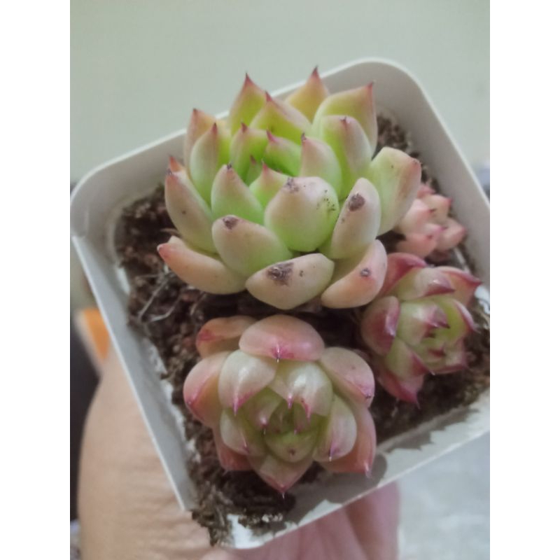 Sen đá đế vương bụi