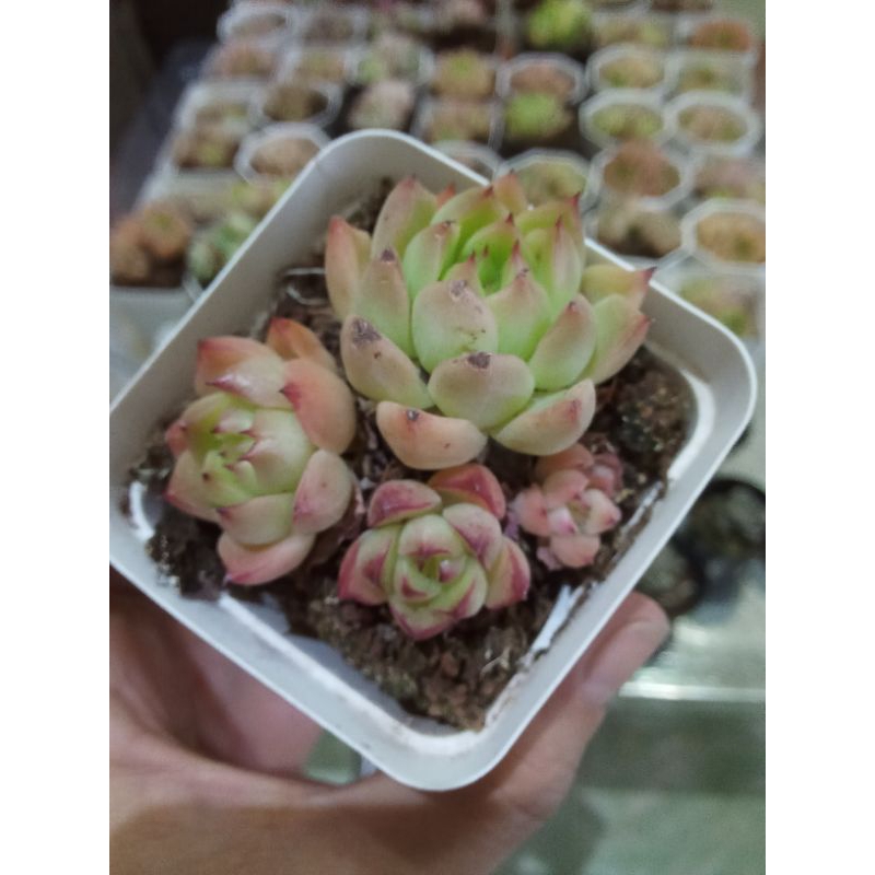 Sen đá đế vương bụi