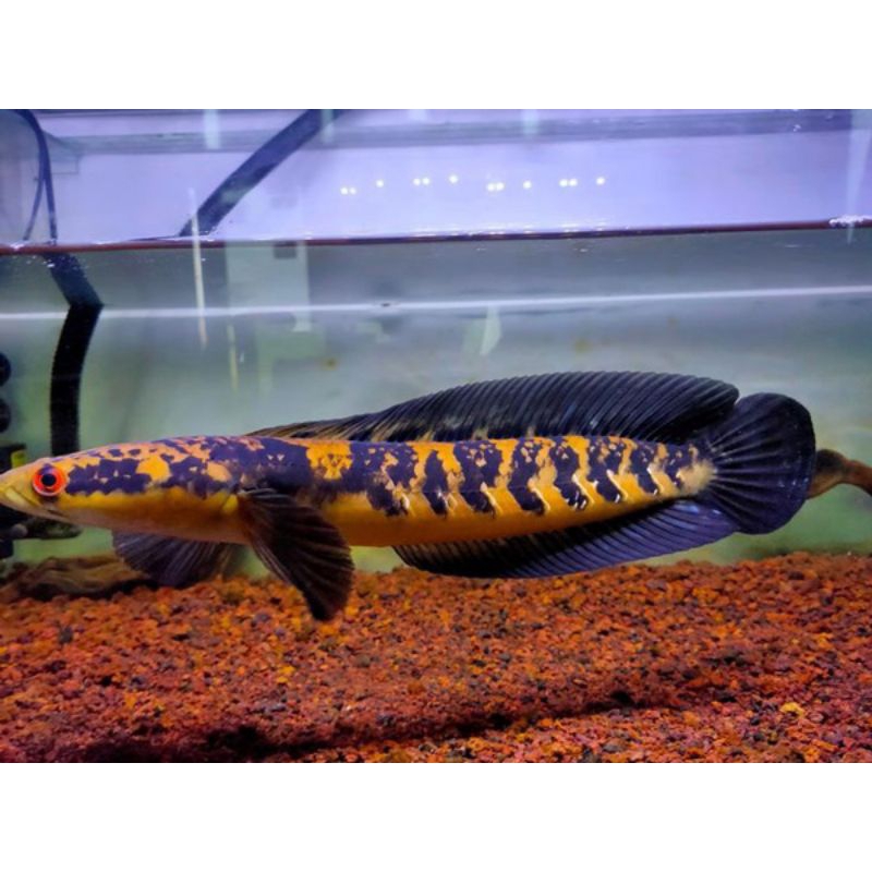 1 con lóc vẩy rồng vàng 12-13cm